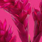 Amplified Parfum | Oriflame